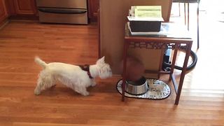 Sports-loving dog combines soccer and basketball