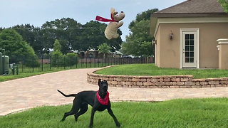 Happy Great Dane plays catch with stuffed animal