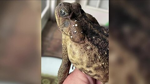 Tampa pet owner warns of deadly dangers of bufo toads after devastating loss