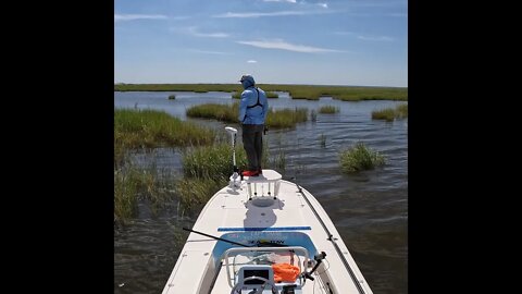 Catching Redfish in the Grass on a Fly Rod!! #shorts #saltlife #fishing #flyfishing #redfish