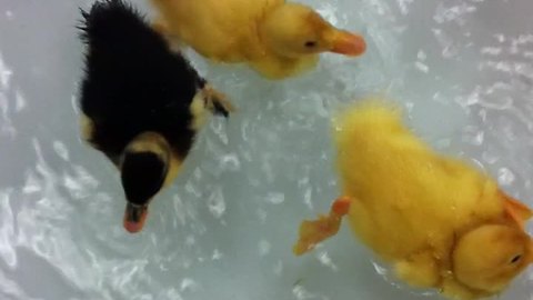 Orphaned baby ducks get introduced to water