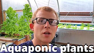 Plants in aquaponics - (aquaponic system plants)