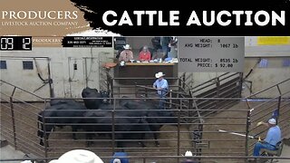 8/17/2023 - Producers Livestock Auction Company Cattle Auction