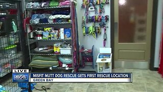 Misfit mutts dog rescue new building brings new opportunities