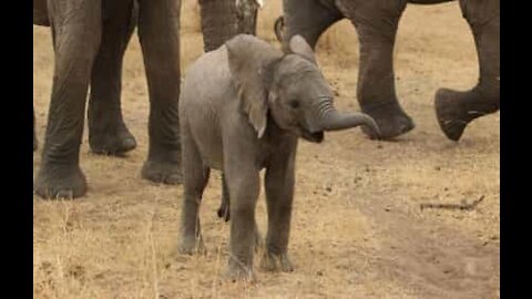 Cucciolo di elefante cade dentro un pozzo