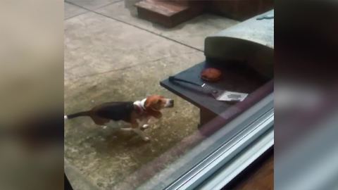 Beagle Dog Wants A Burger