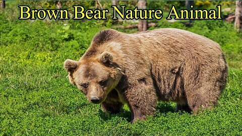 Bear | Brown Bear Nature Animal | Free Video No Copyrights | #Shorts