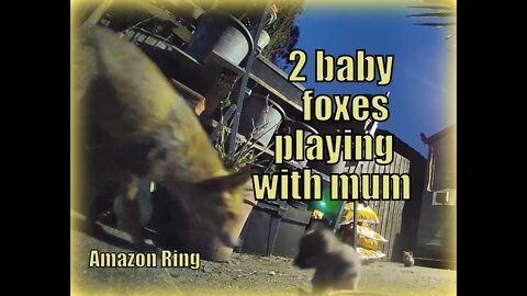 🦊 LIVE STREAM Now there are 2! 3-week old urban fox cubs playing with mum & each other - Amazon Ring