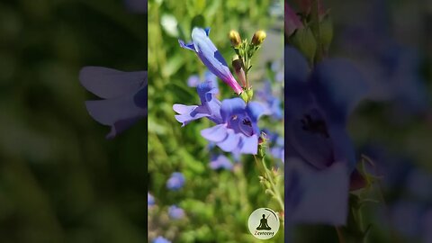 Vibrant Purple Penstemon Flowers with Relaxing Piano Music