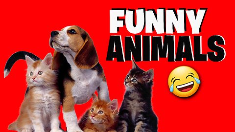 FUNNIEST ANIMALS OF 2023 DOGS AND CATS #CAT #DOGS