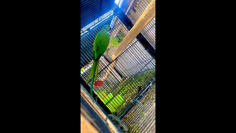 Green ringneck