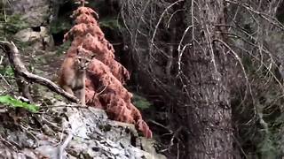 Backpackers film mountain lion in Sequoia National Forest