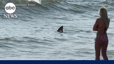 Shark caught on camera near popular East Coast beach | VYPER