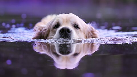 The Dog Jumps In The Sea