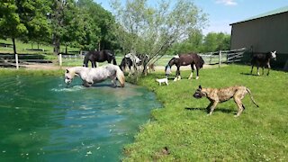 Horses enjoy a nice dip in the pond on a hot day