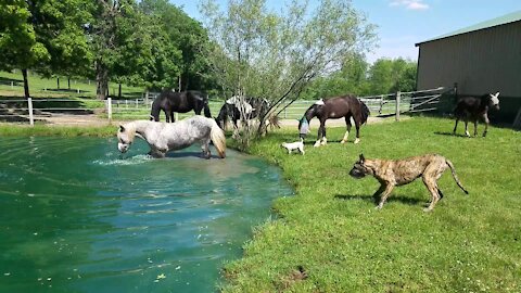 Horses enjoy a nice dip in the pond on a hot day