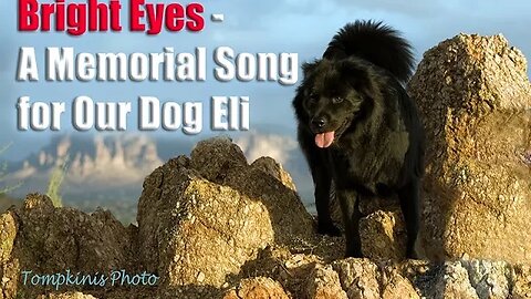 Bright Eyes - Memorial Song for Our Dog Eli