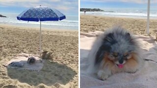 Pomeranian definitely knows how to relax at the beach