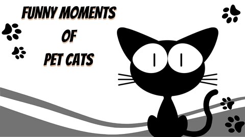 Funny Moments of Pet Cats