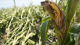 Iowa Derecho Is Most Devastating U.S. Storm Ever In Financial Cost