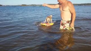 Adorable Dog Learns How To Surf