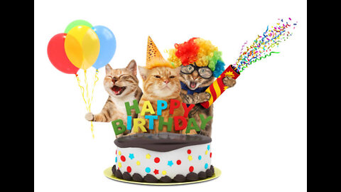 Crazy Cat Birth Day Wish Song Meu Meu ...Supper Funny Video 2022.