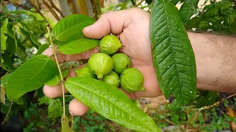 jabuticaba Branca (Myrciaria aureana) seus frutos quando maduros não ficam pretos