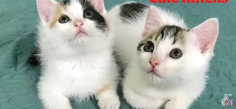 Cute Kittens - Funny and Cute Cat Videos Compilation 2023