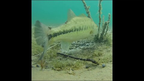 largemouth bass