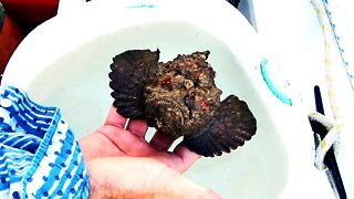 World's MOST VENOMOUS FISH. Don't try this at home! Free Range Sailing Ep 191