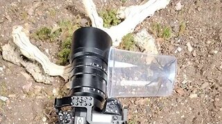 Tarantula Photography LIVE!