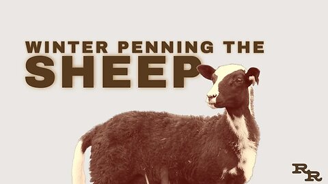 Winter Penning The Sheep