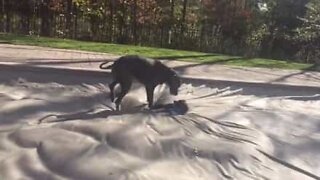 Cães brincam em cama de água gigante!