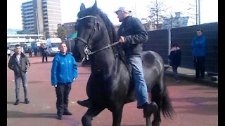 Black horse shows off at diwali party