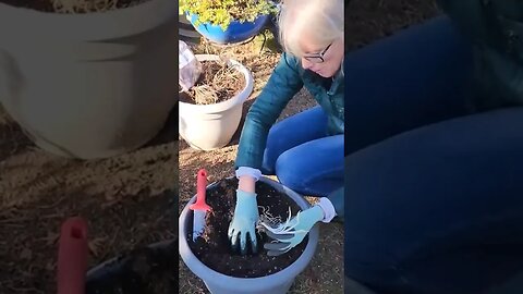 🤩 Hosta Root Planting in Containers