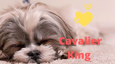 Cavalier King Charles Spaniel Puppies - 5 Weeks Old