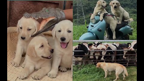 Look at the way cute dogs play(nice video)