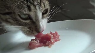 Mom, This Little Cat Is Hungry