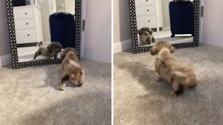 Dachshund Puppy Notices Mirror Reflection For The First Time