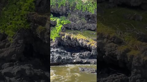 ʻOheʻo Gulch, Palikea stream, Haleakalā National Park, Maui. #oheo