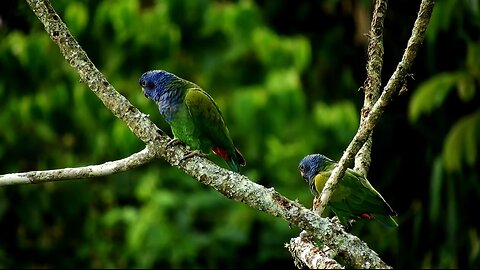 lovely Bird's.....🦜🦜🦜