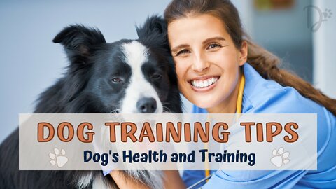 How to Train Your Dog | Dog Training Tips | Don't Forget Your Dog's Health Before Training