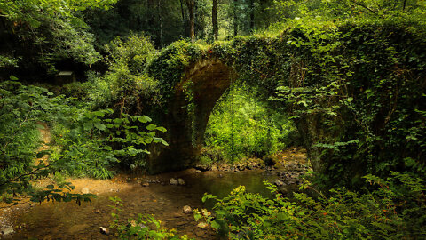 The Artzubi bridge and the surrounding forest