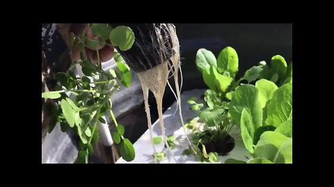 Now is the Time to Start Indoor Hydroponics – Epi-2990