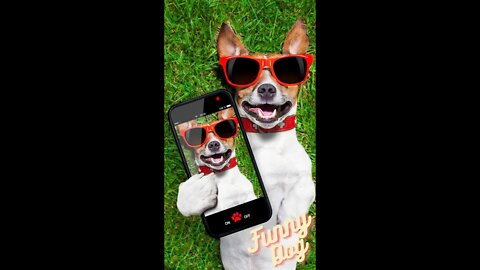 🤣Funny Smart Dogs 2022 Video Clips #shorts