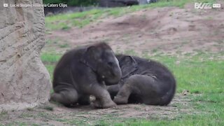 Elefantes bebé brincam e divertem-se juntos em jardim zoológico