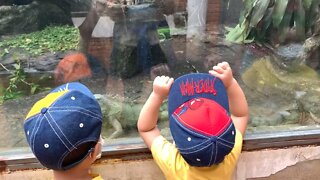 Baby's reaction to seeing a green iguana for the first time