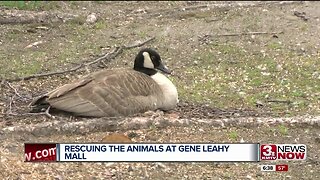 Gene Leahy Mall Construction Impact