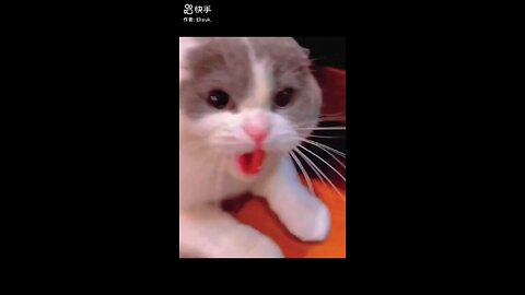 cat masti