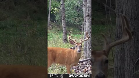 #buck #whitetaildeer #whitetailbucks #huntmontana #livingthedream #wildernessliving #wildernesslife